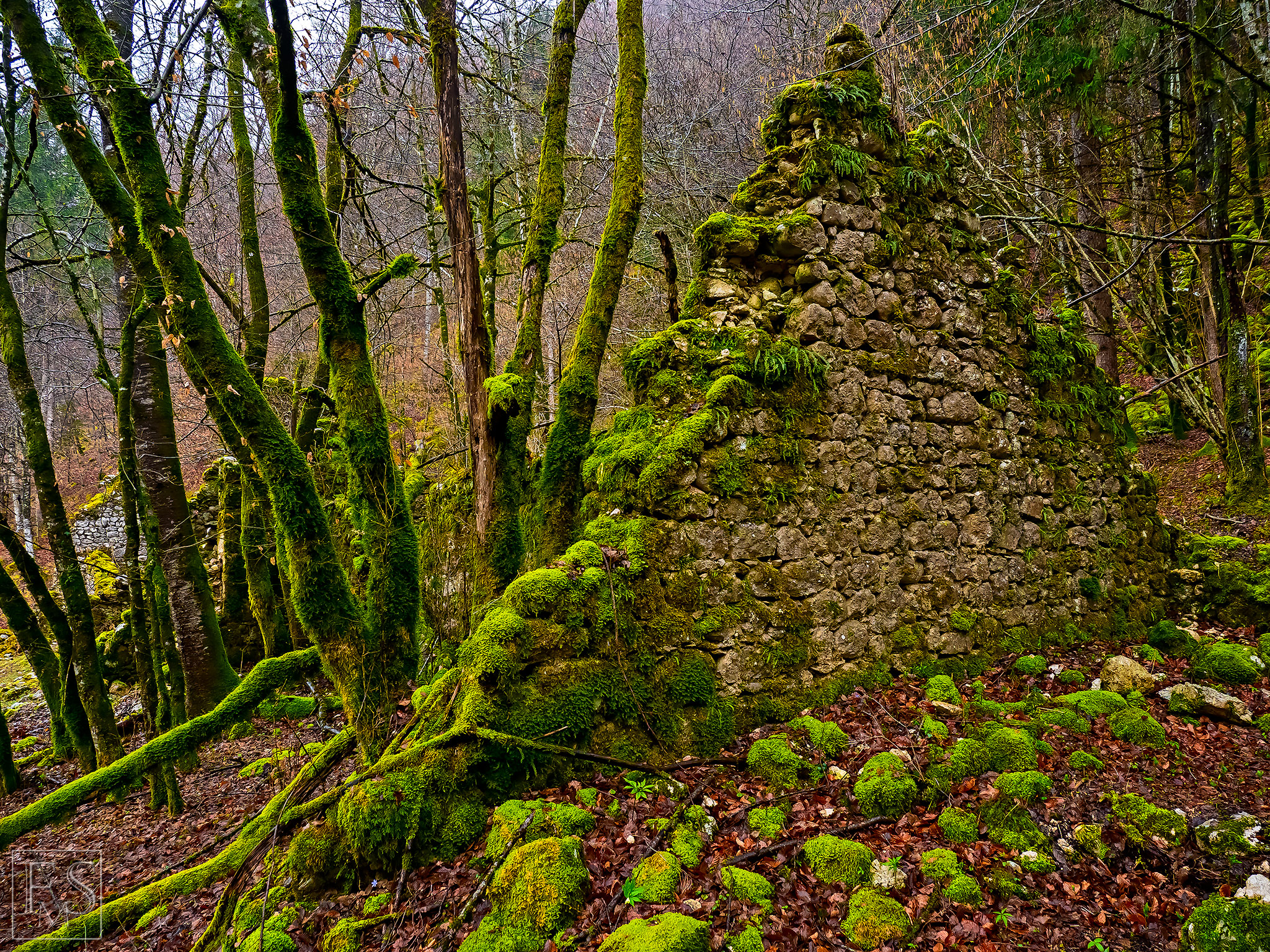 Crumpled Mossy Wall