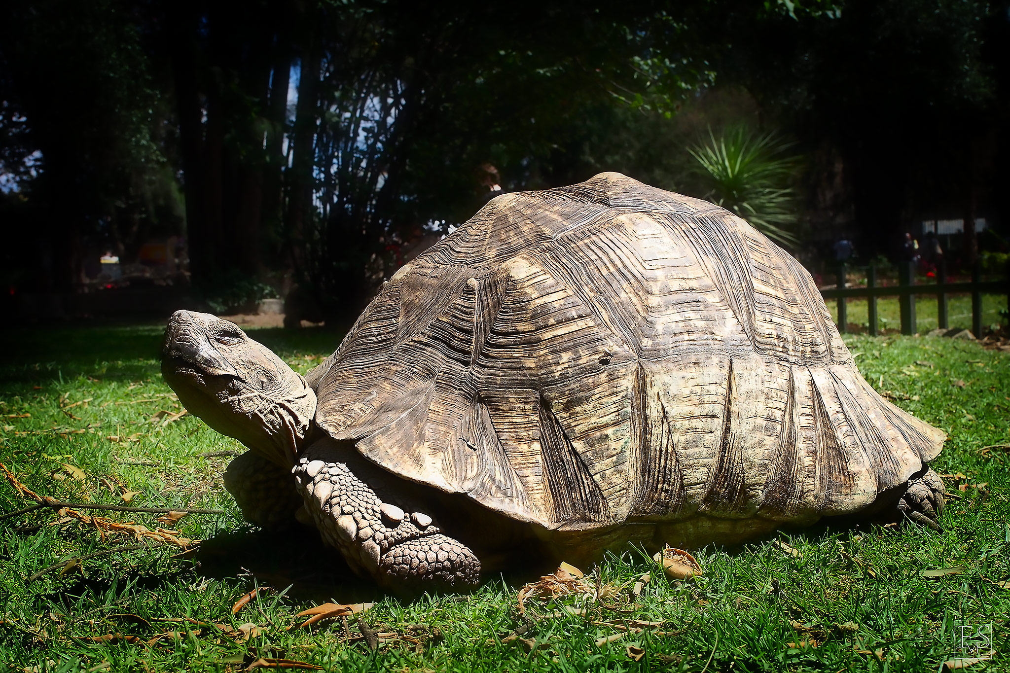 The Addis Tortoise