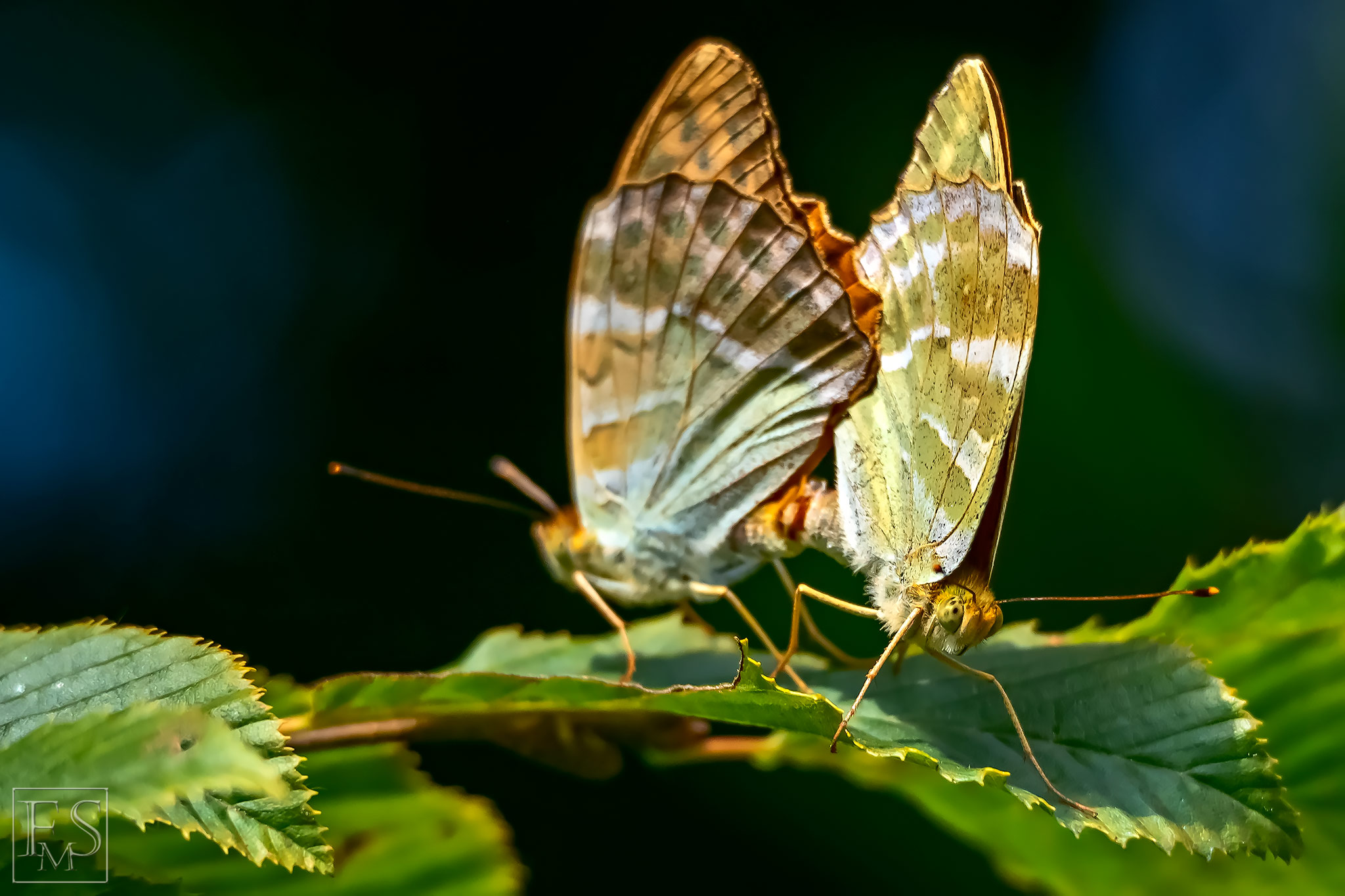 The Coupling Butterflies