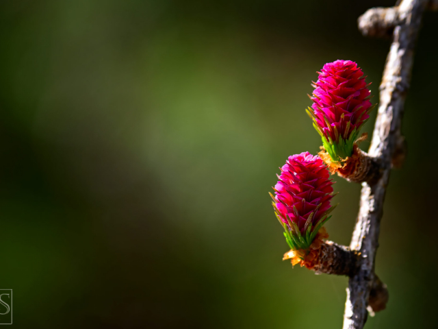 L&auml;rchenbl&uuml;te