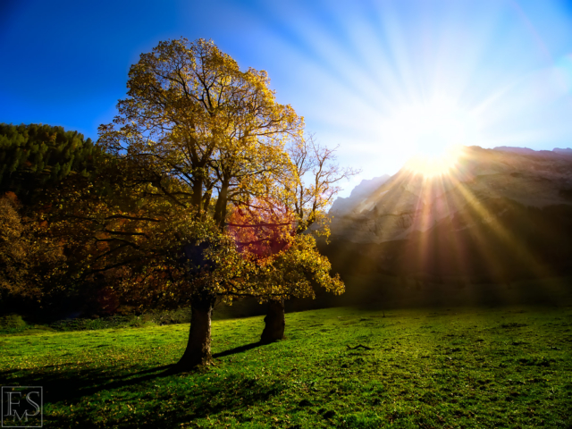 Ahorn Autumn