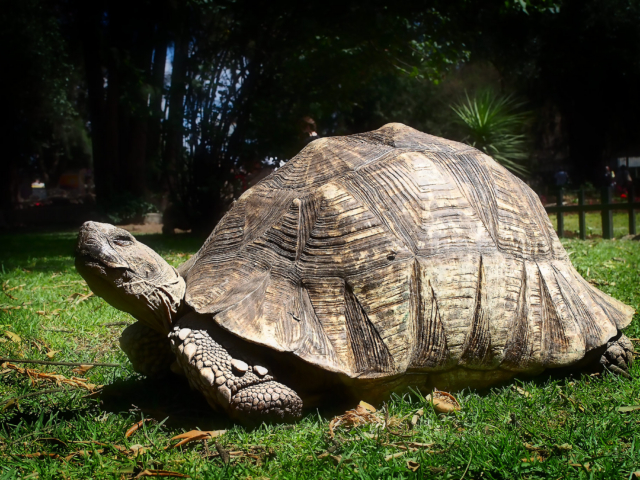 The Addis Tortoise