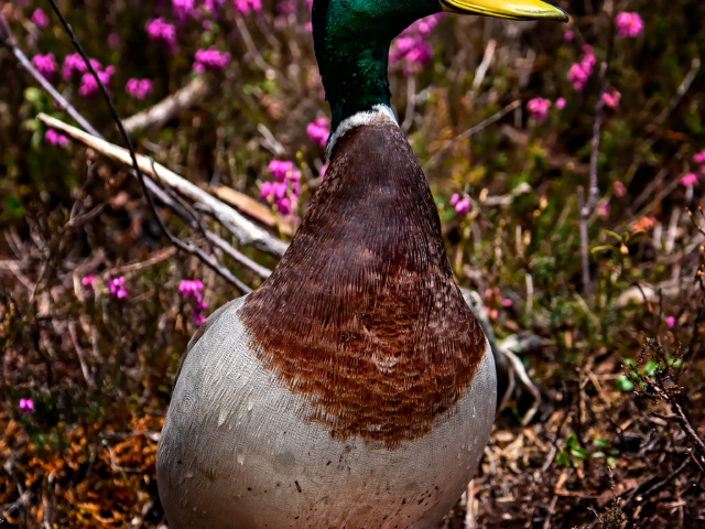 The Proud Duck