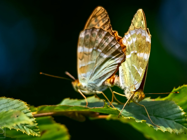 The Coupling Butterflies