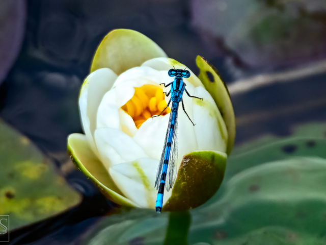 Blue Libella