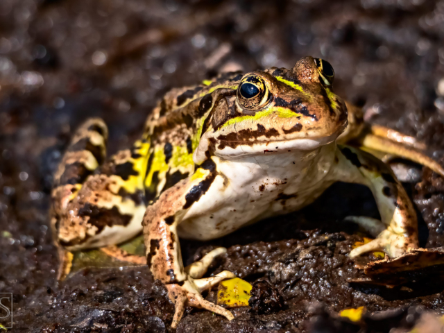 Moorfrosch