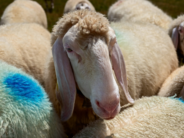 Head of the Herd